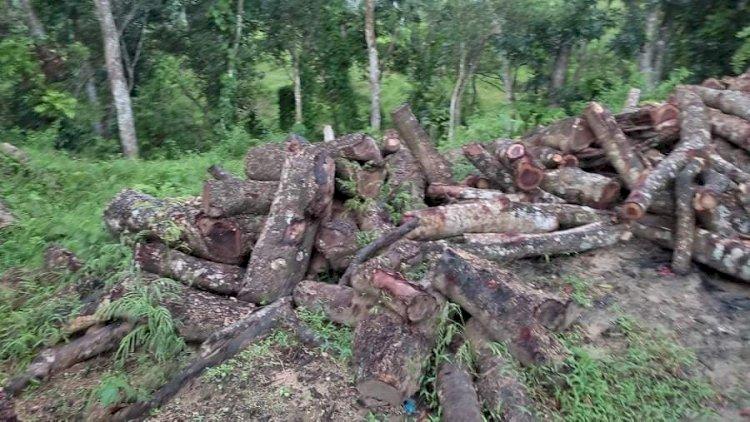 শ্রীমঙ্গল সাতগাঁও চা বাগান ব্যবস্থাপক কর্তৃক বাগানের গাছ কেটে উজাড়