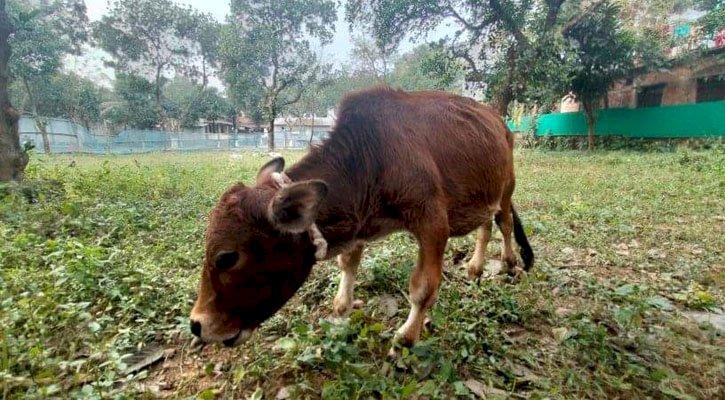 গিনেস রেকর্ডে এবার ‘চারুর’ নাম