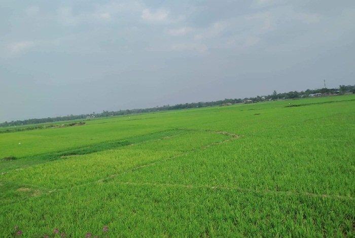 জুড়িতে বোরোর বাম্পার ফলনের আশা