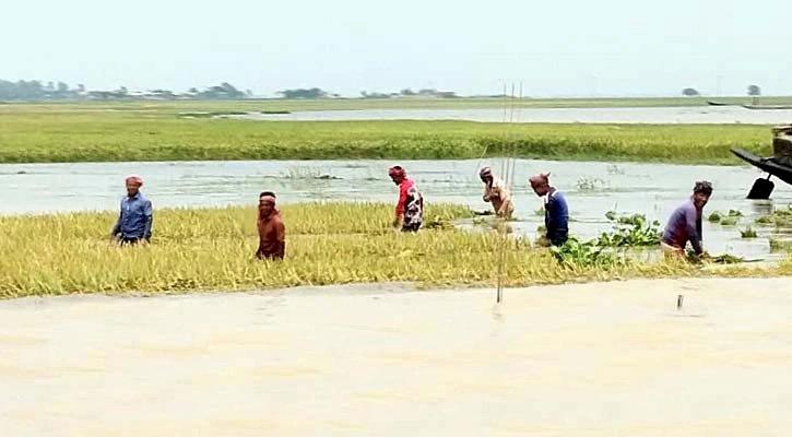 পাহাড়ি ঢলে ধানের ক্ষতি, চিন্তিত নয় মন্ত্রণালয়!