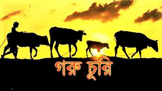 কমলগঞ্জে ১০ দিনে ১৩ গরু চুরি