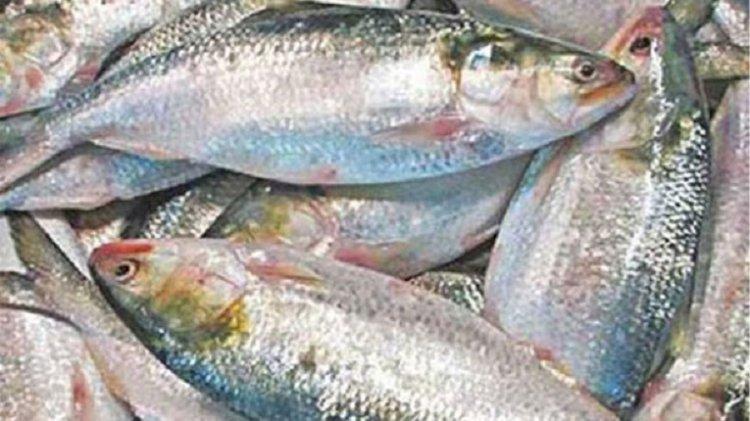২ হাজার কেজি ইলিশ গেল ত্রিপুরার কৈলাশহরে