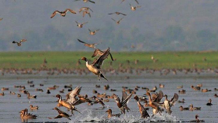 টাঙ্গুয়া থেকে মুখ ফেরাচ্ছে অতিথি পাখি